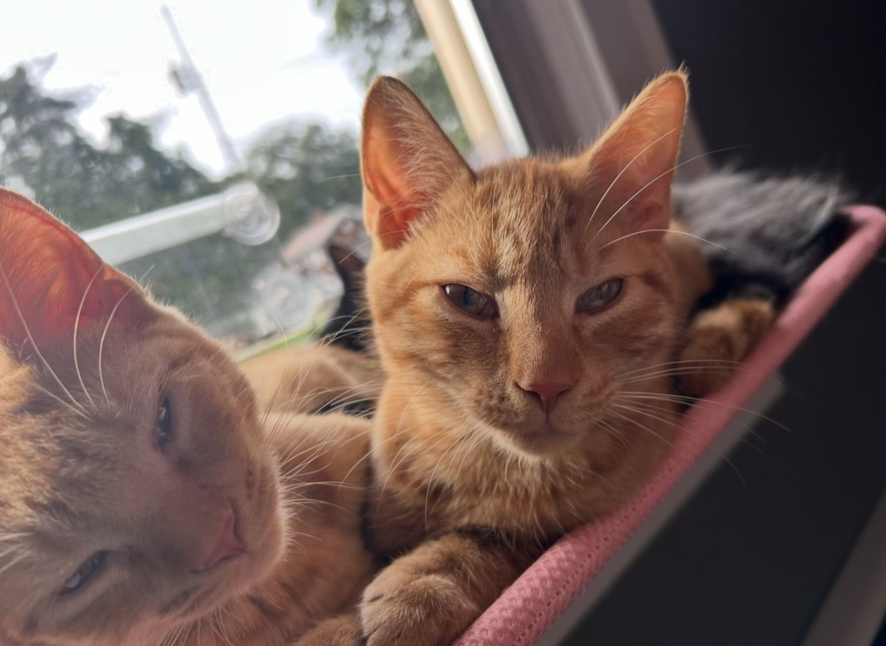 Butterscotch