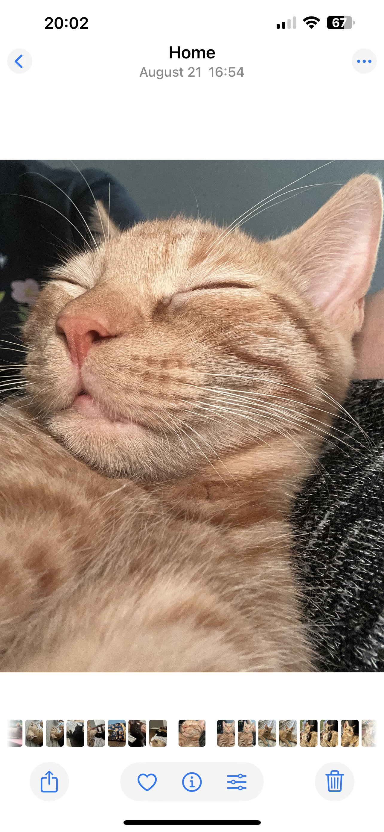 Butterscotch