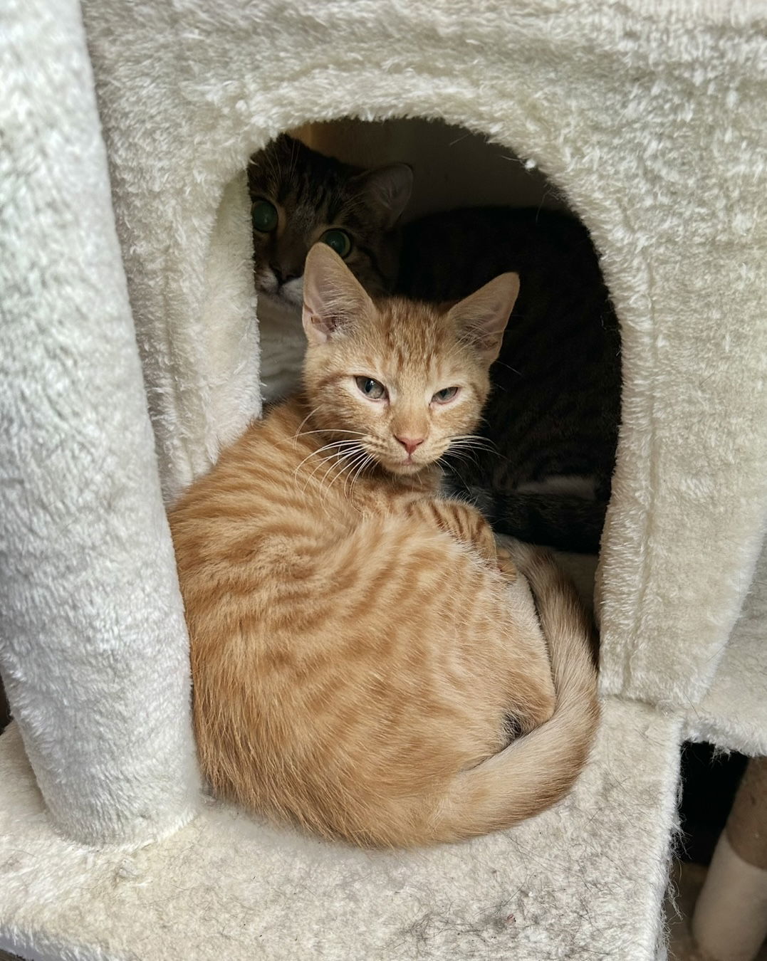 Butterscotch