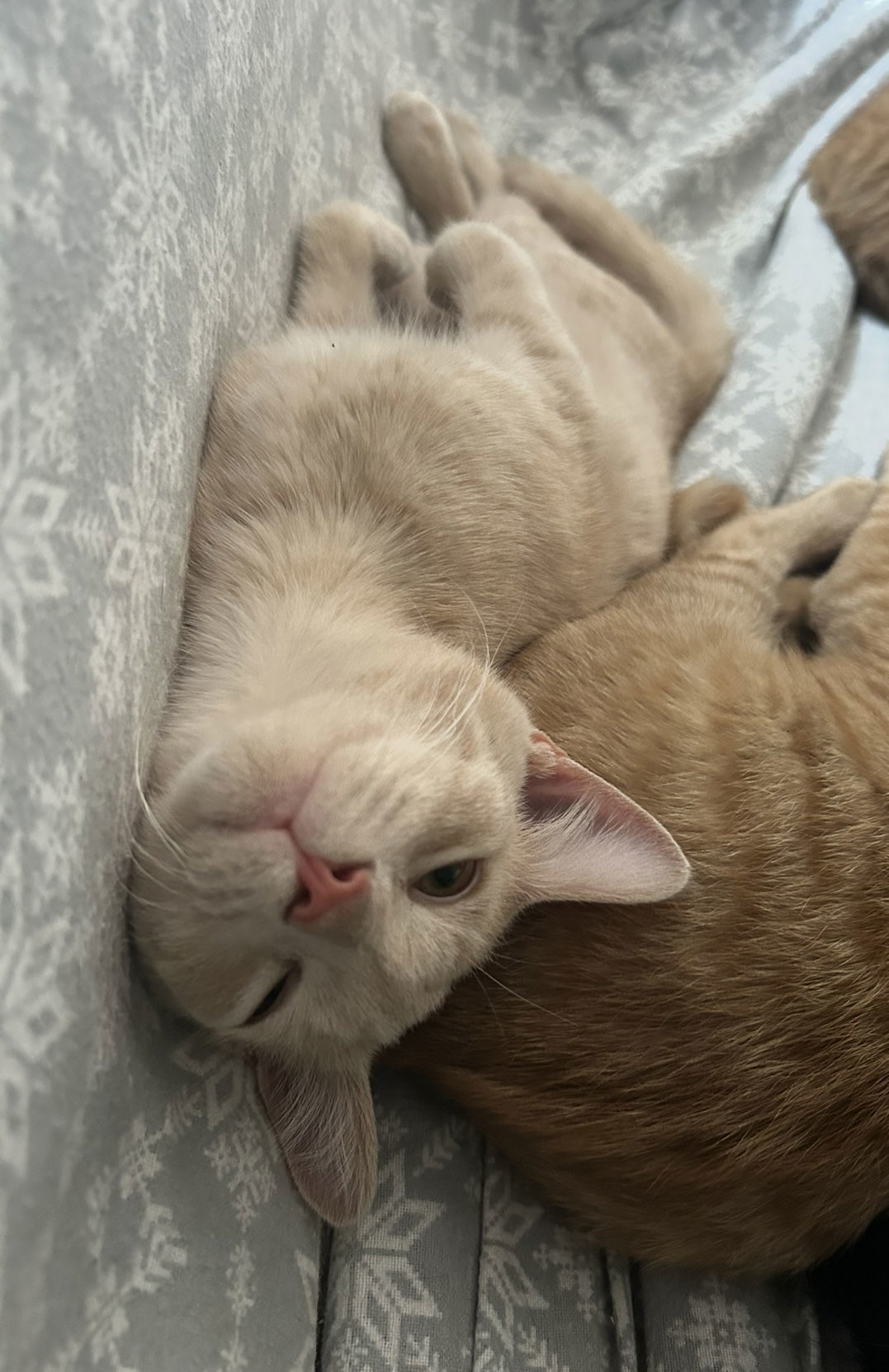 Toby