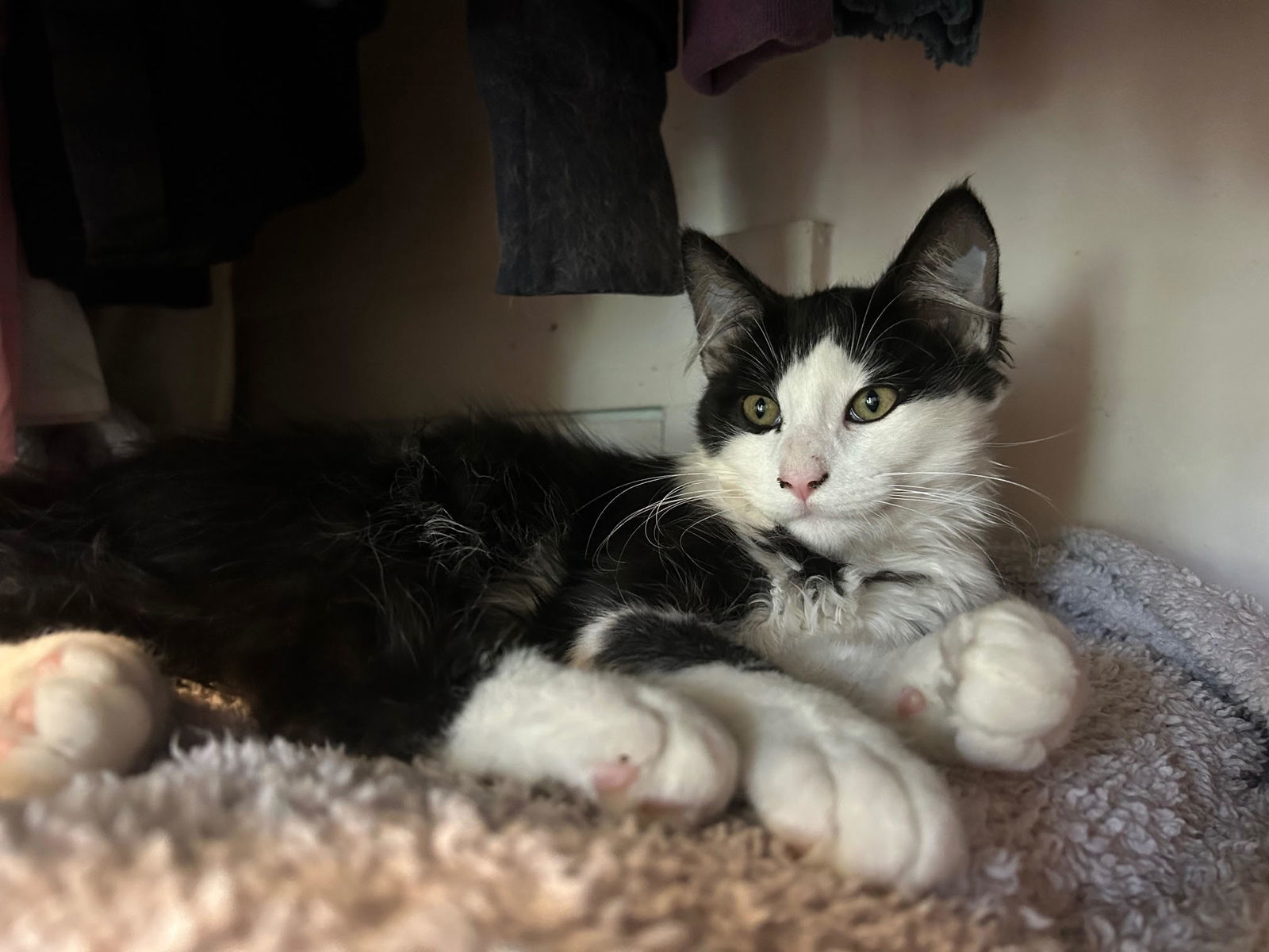 J.D., an adoptable Domestic Long Hair in Laramie, WY, 82073 | Photo Image 1