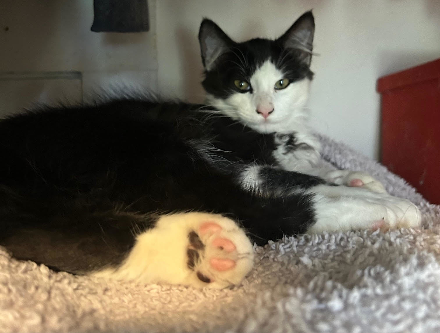 J.D., an adoptable Domestic Long Hair in Laramie, WY, 82073 | Photo Image 2