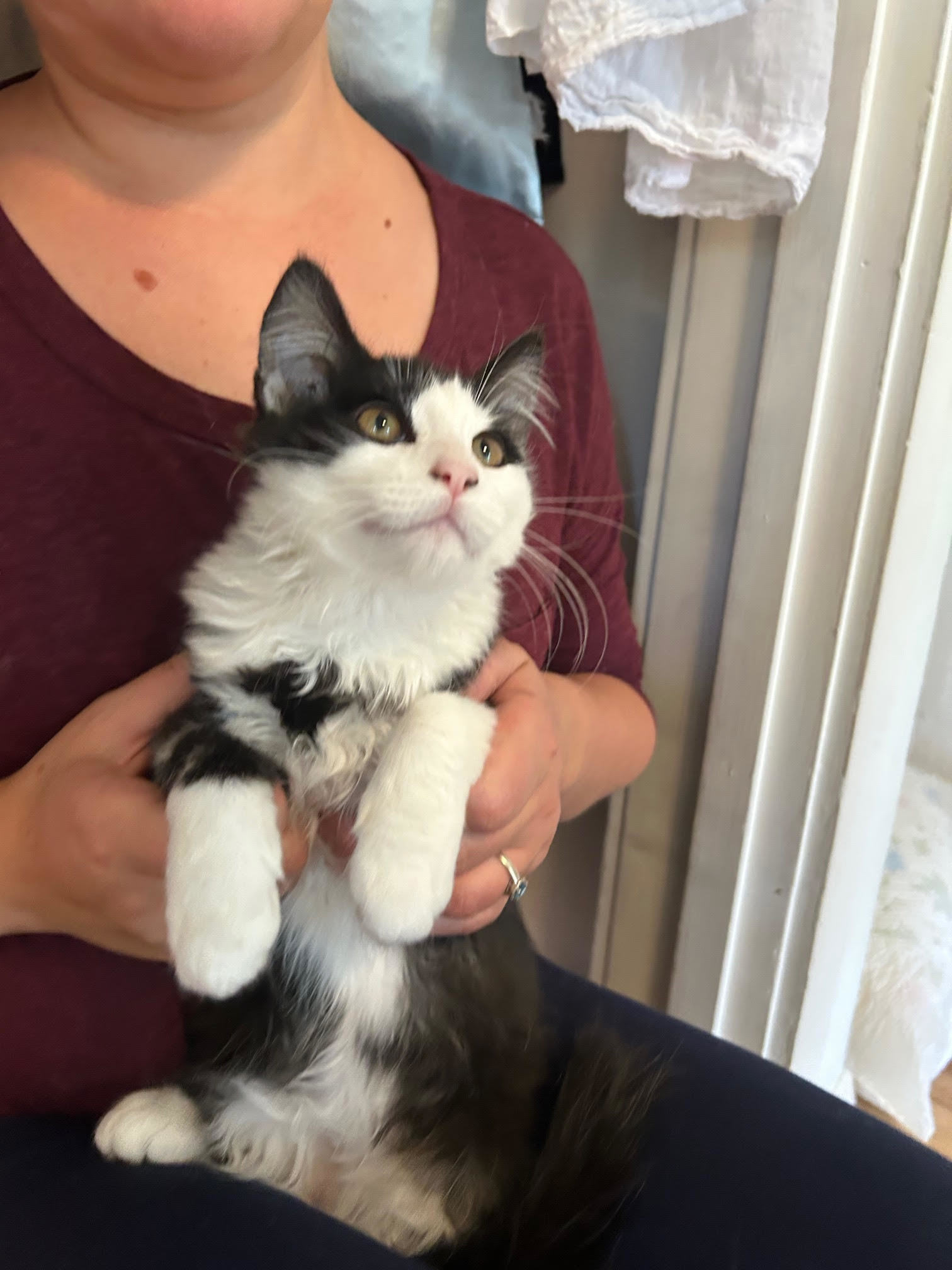 J.D., an adoptable Domestic Long Hair in Laramie, WY, 82073 | Photo Image 3