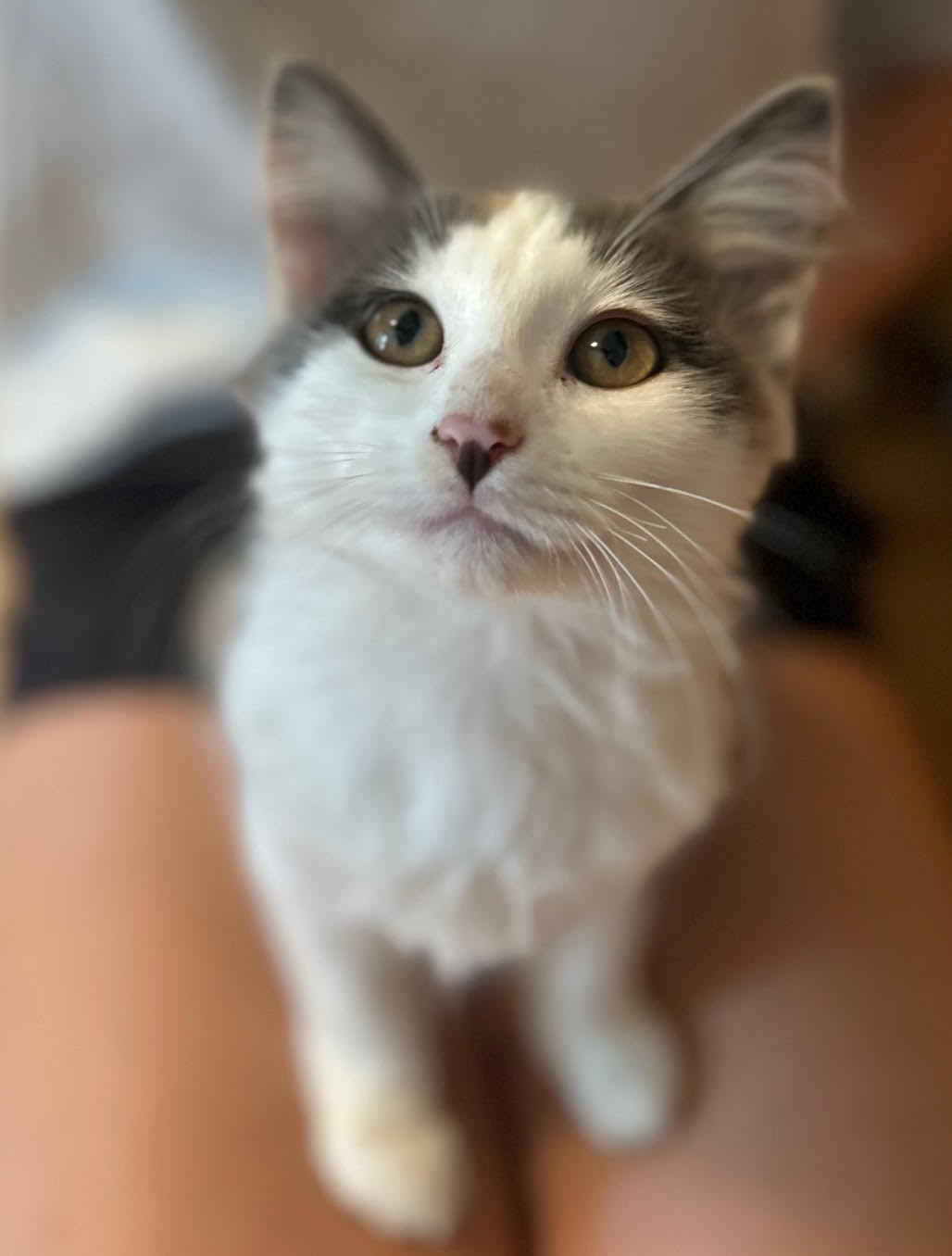 Thelma, an adoptable Domestic Long Hair in Laramie, WY, 82073 | Photo Image 1