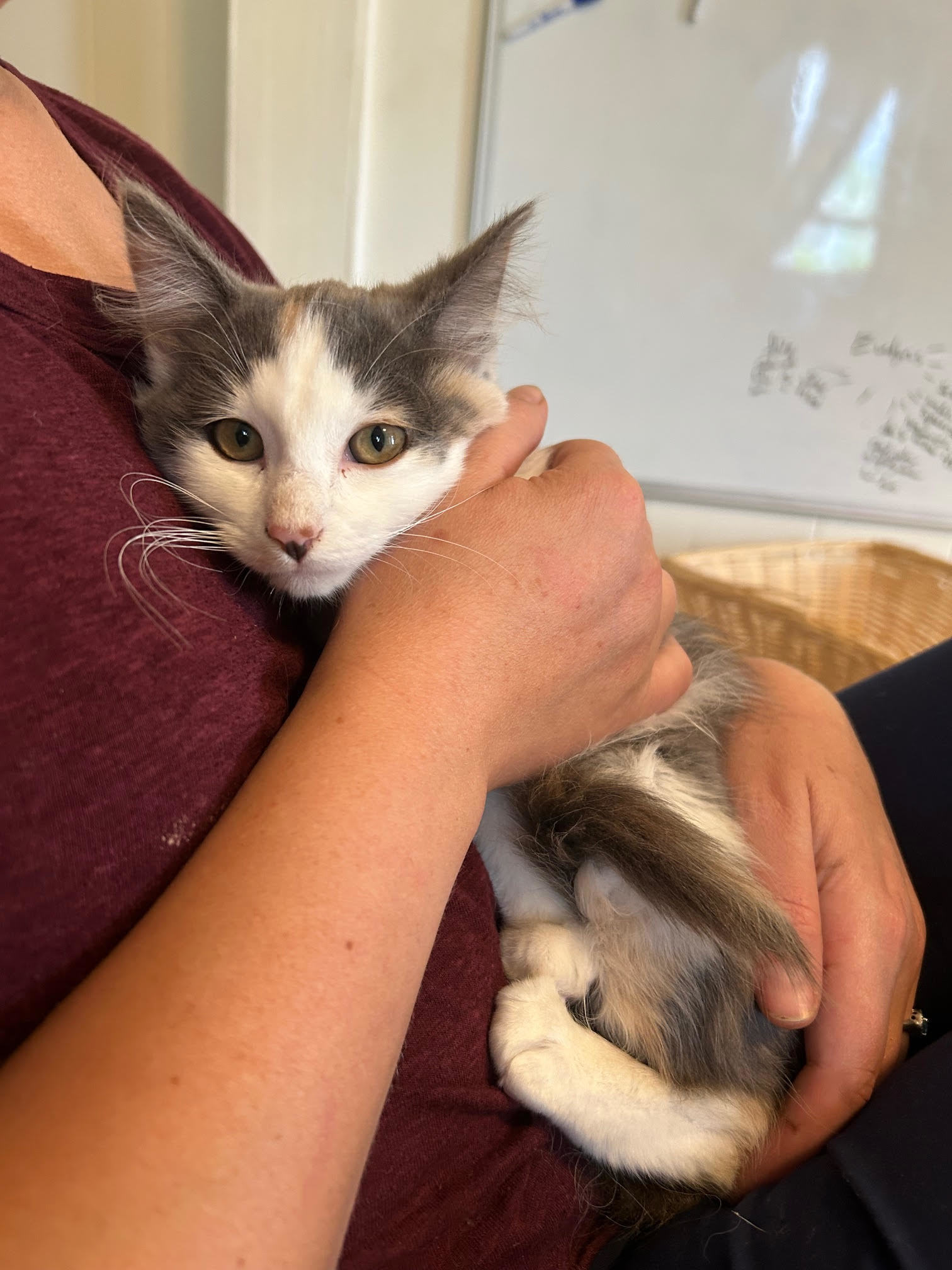 Thelma, an adoptable Domestic Long Hair in Laramie, WY, 82073 | Photo Image 2