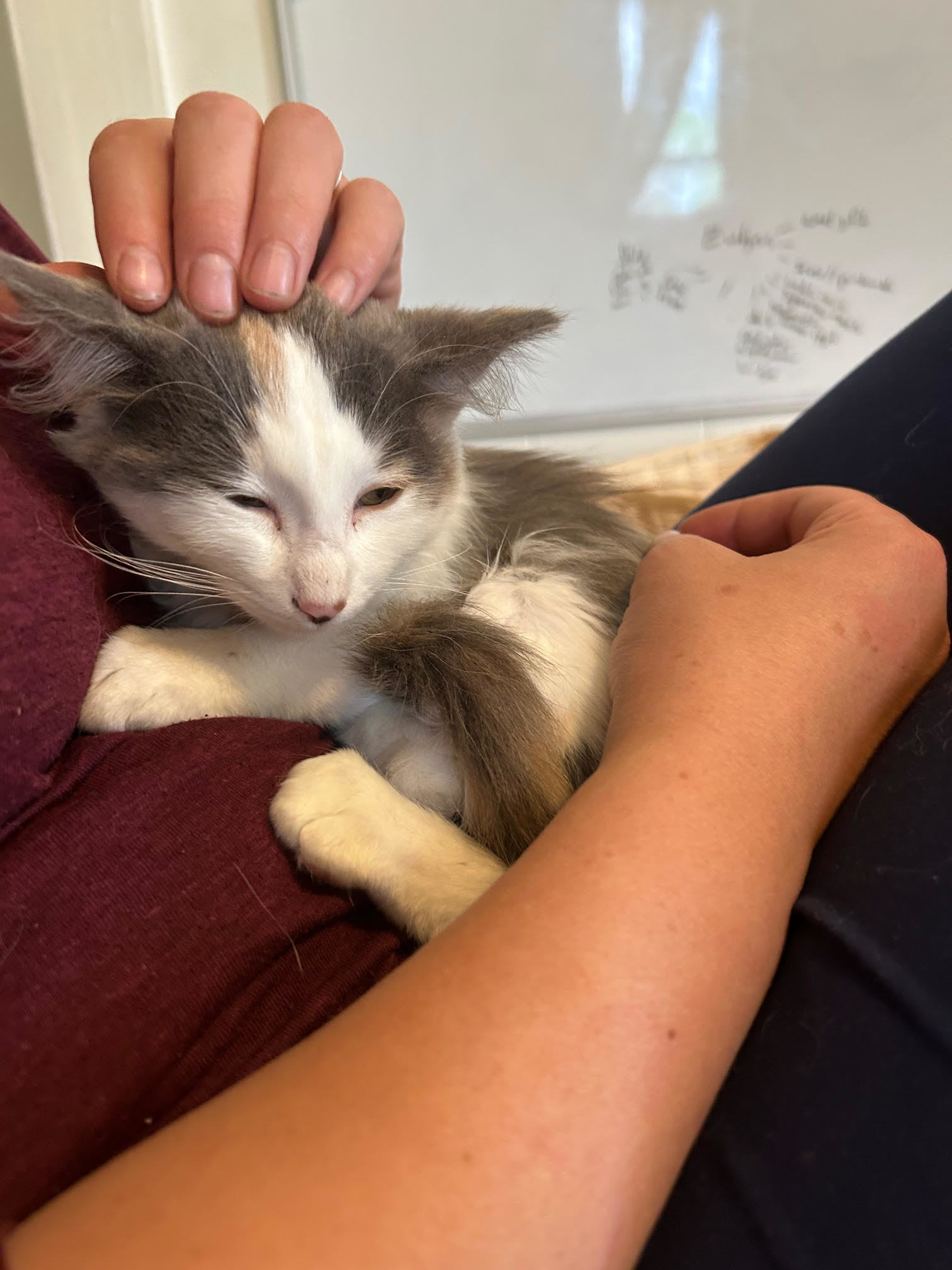 Thelma, an adoptable Domestic Long Hair in Laramie, WY, 82073 | Photo Image 3