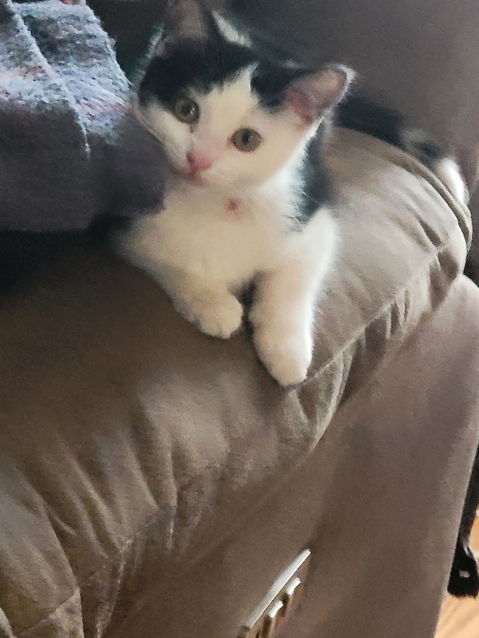 Sweet Potato