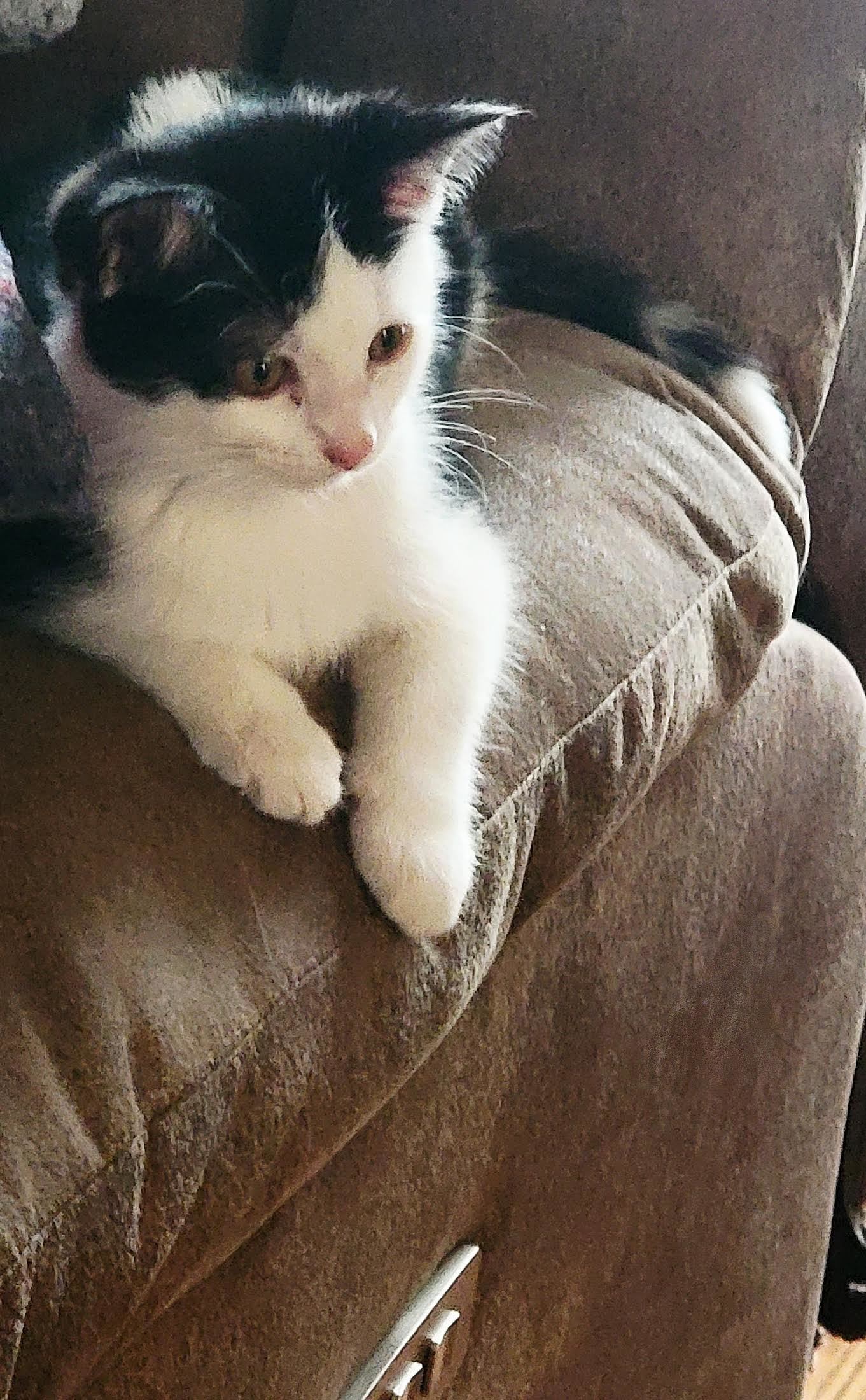 Sweet Potato