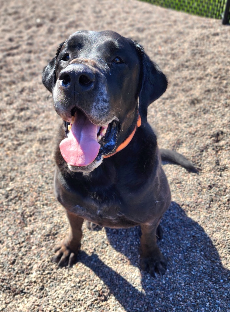 Batman, an adoptable Mastiff in Superior, WI, 54880 | Photo Image 1