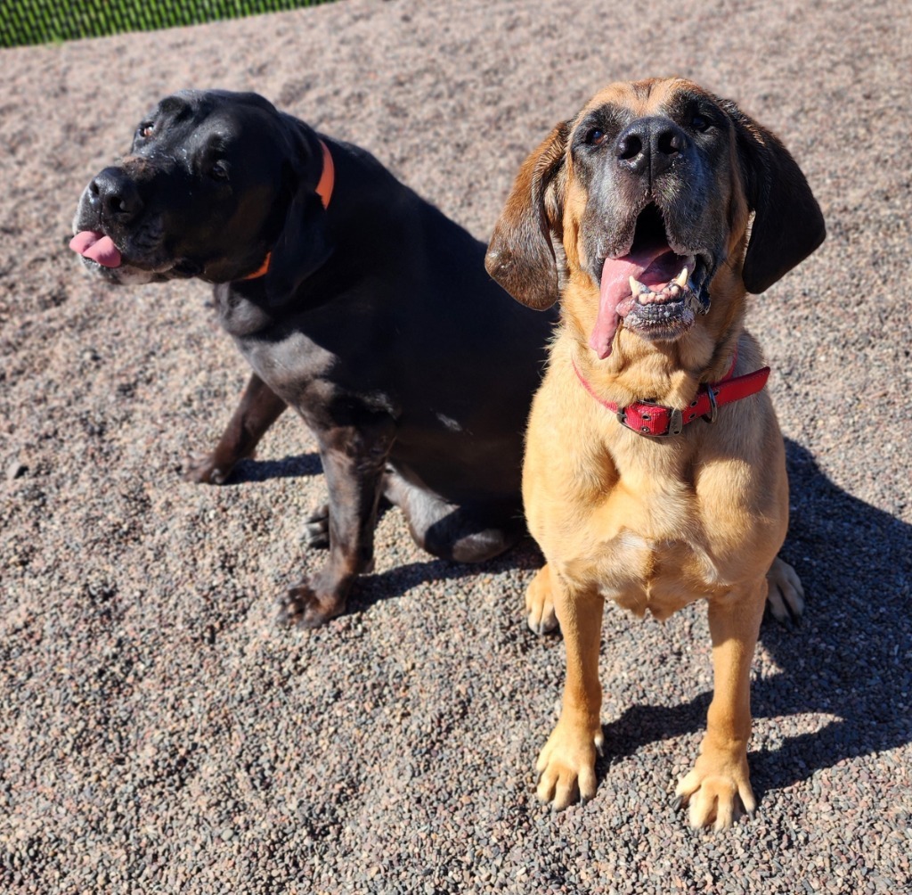 Marshmallow, an adoptable Mastiff in Superior, WI, 54880 | Photo Image 2