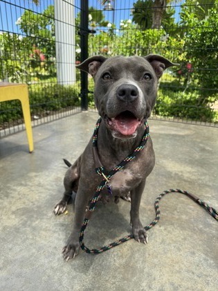 Aspen, an adoptable Pit Bull Terrier, Mixed Breed in Honolulu, HI, 96826 | Photo Image 1