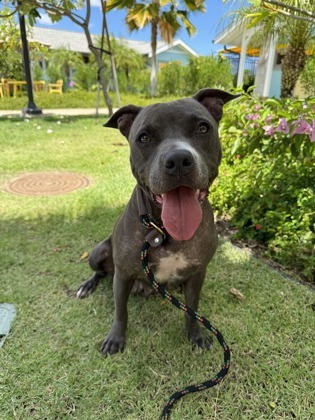 Aspen, an adoptable Pit Bull Terrier, Mixed Breed in Honolulu, HI, 96826 | Photo Image 2