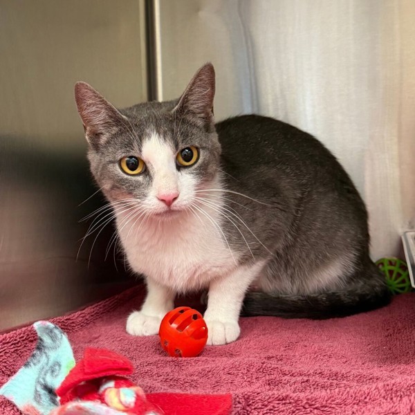 Daphne, an adoptable Domestic Short Hair in Great Falls, MT, 59405 | Photo Image 1