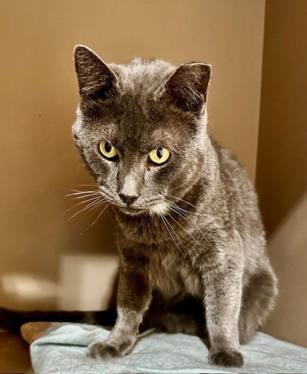 High 5, an adoptable Domestic Short Hair in Spokane Valley, WA, 99212 | Photo Image 1