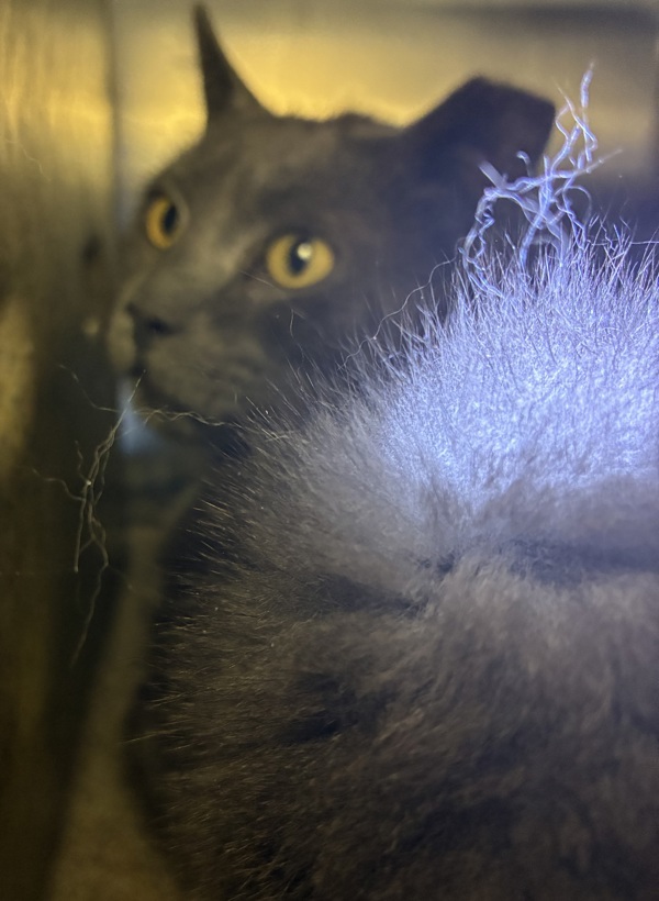 High 5, an adoptable Domestic Short Hair in Spokane Valley, WA, 99212 | Photo Image 2