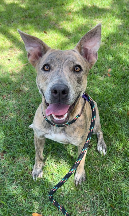 Lady, an adoptable Pit Bull Terrier, Mixed Breed in Honolulu, HI, 96826 | Photo Image 1