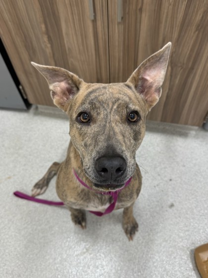 Lady, an adoptable Pit Bull Terrier, Mixed Breed in Honolulu, HI, 96826 | Photo Image 2