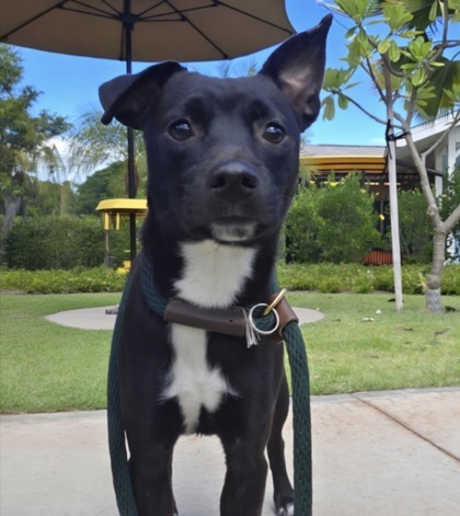 Easy Boy, an adoptable Terrier, Mixed Breed in Honolulu, HI, 96826 | Photo Image 1