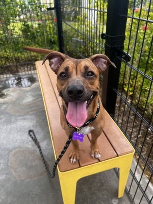Haven, an adoptable Terrier, Mixed Breed in Honolulu, HI, 96826 | Photo Image 1