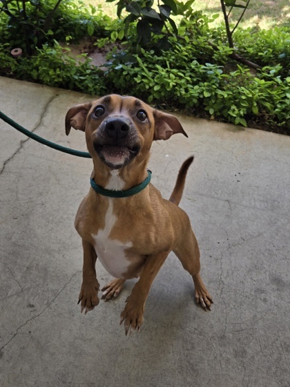 Haven, an adoptable Terrier, Mixed Breed in Honolulu, HI, 96826 | Photo Image 2