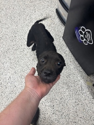 Leathy - ADOPTED