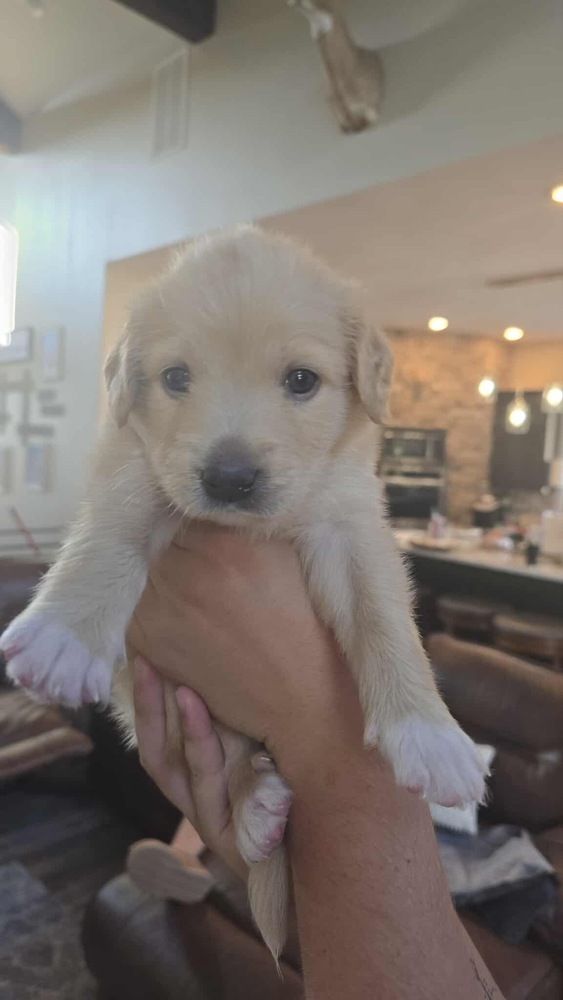 Murphy