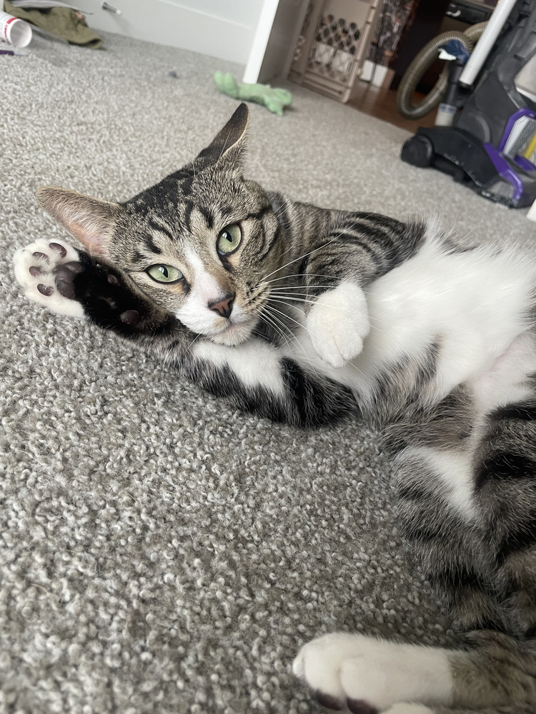Rocky Road, an adoptable Domestic Short Hair in Aurora, CO, 80016 | Photo Image 1