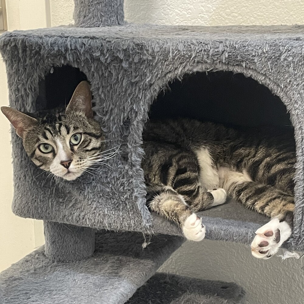 Rocky Road, an adoptable Domestic Short Hair in Aurora, CO, 80016 | Photo Image 2