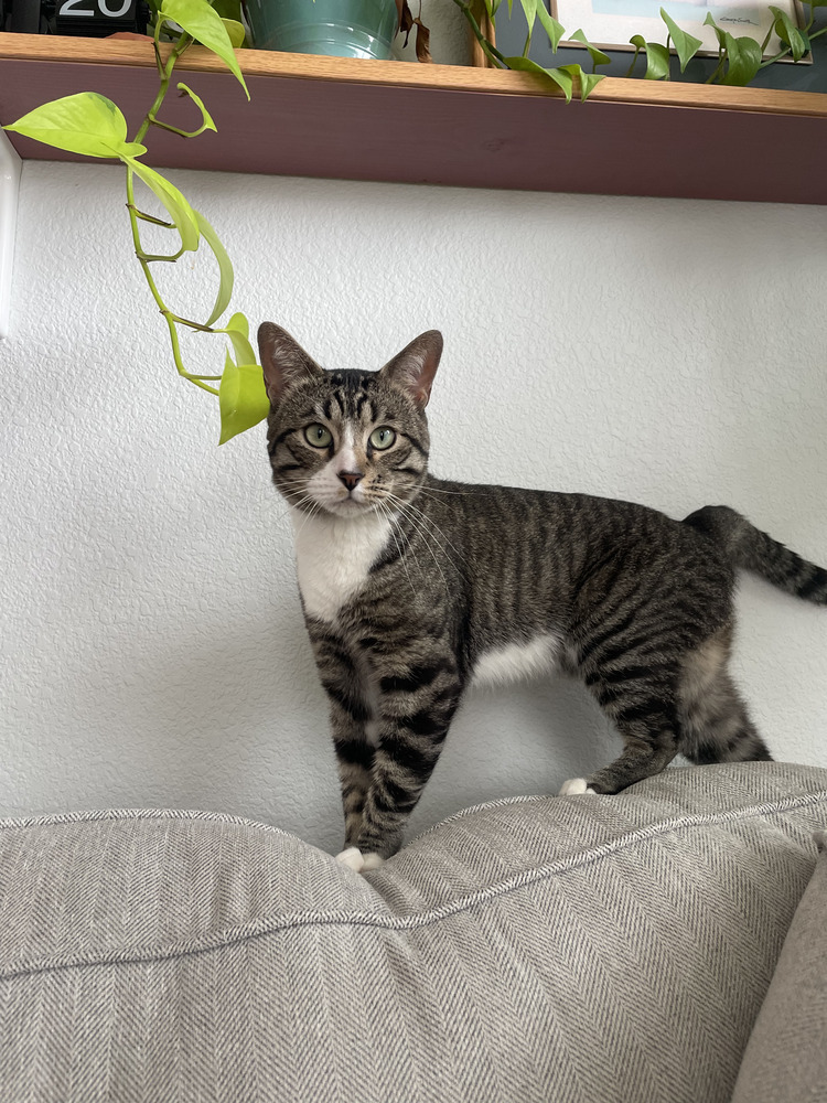 Rocky Road, an adoptable Domestic Short Hair in Aurora, CO, 80016 | Photo Image 3