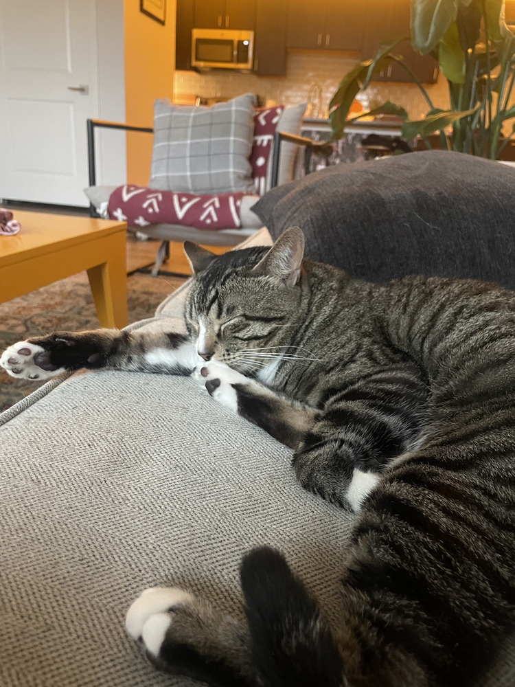 Rocky Road, an adoptable Domestic Short Hair in Aurora, CO, 80016 | Photo Image 4