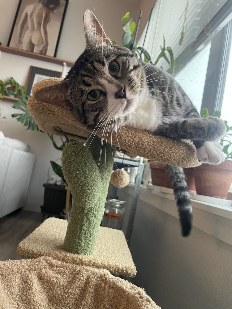 Rocky Road, an adoptable Domestic Short Hair in Aurora, CO, 80016 | Photo Image 5