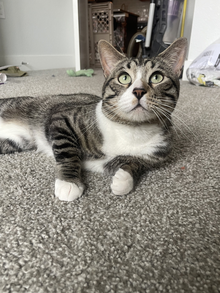 Rocky Road, an adoptable Domestic Short Hair in Aurora, CO, 80016 | Photo Image 6