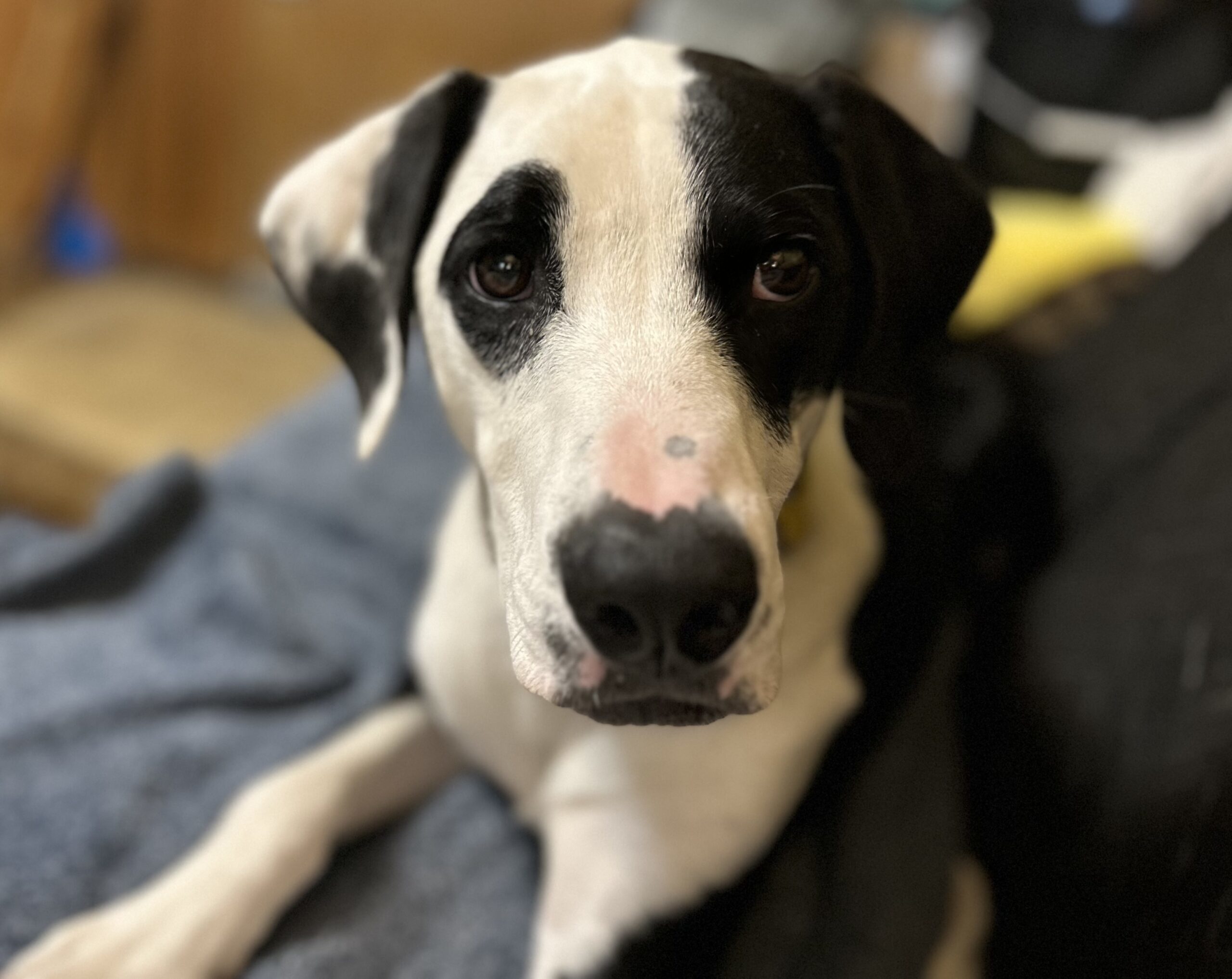 Ziggy, an adoptable English Pointer, Labrador Retriever in Dillon, MT, 59725 | Photo Image 1