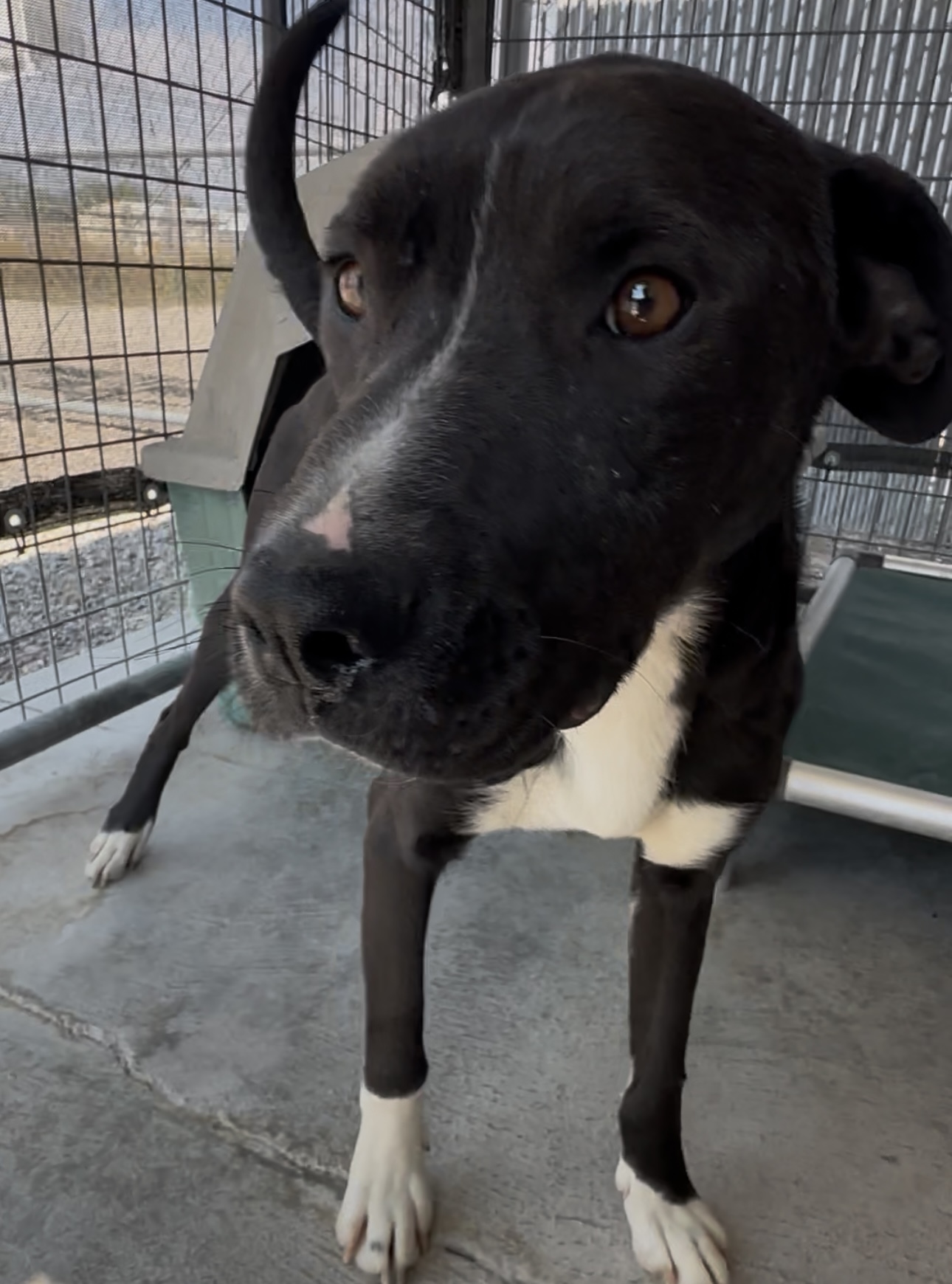 Zero, an adoptable Pit Bull Terrier, Mixed Breed in Dillon, MT, 59725 | Photo Image 1