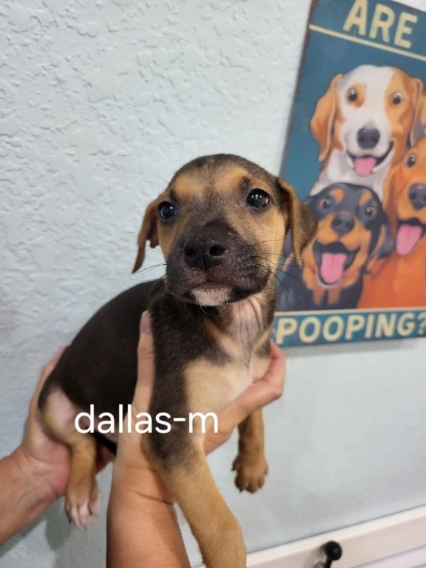Dallas