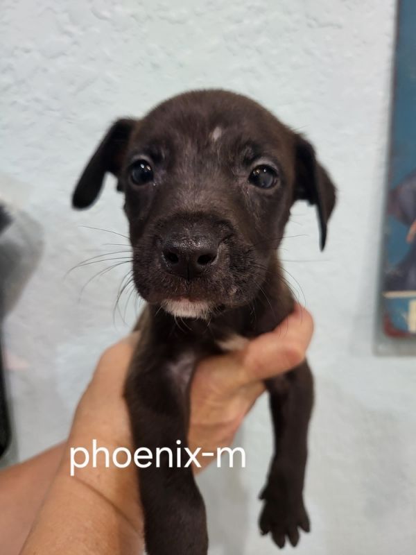 Phoenix