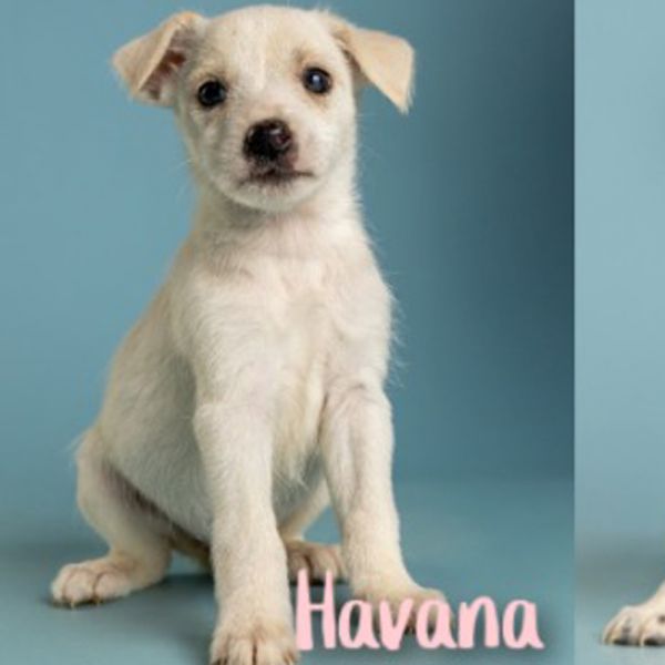 AAD New Arrival! Havana - 25217