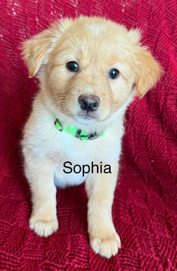 Paws R Us : Sophia