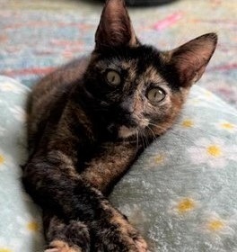Nala