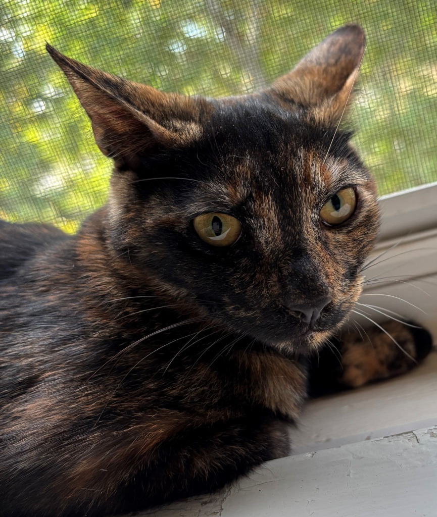 Nala