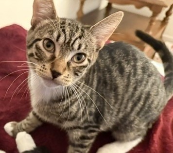 LuLu