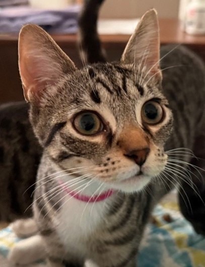 LuLu