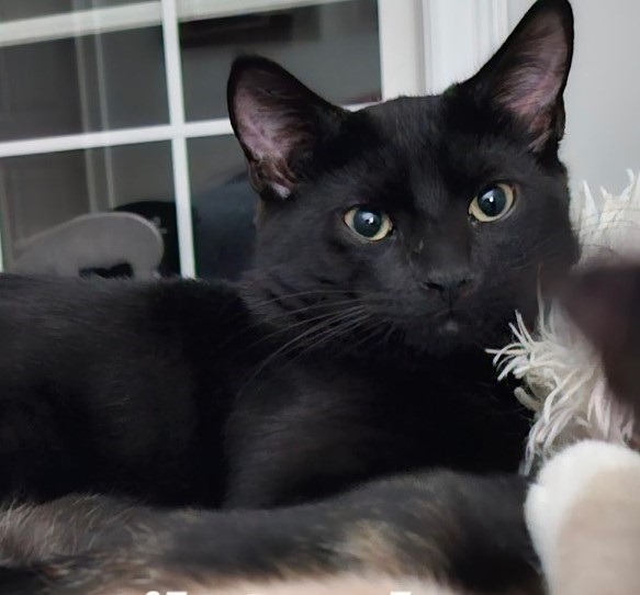 Lil' Smokey (fka Jade)