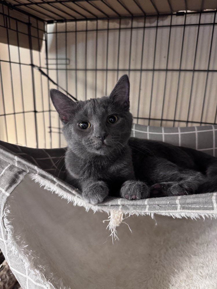 Daphne