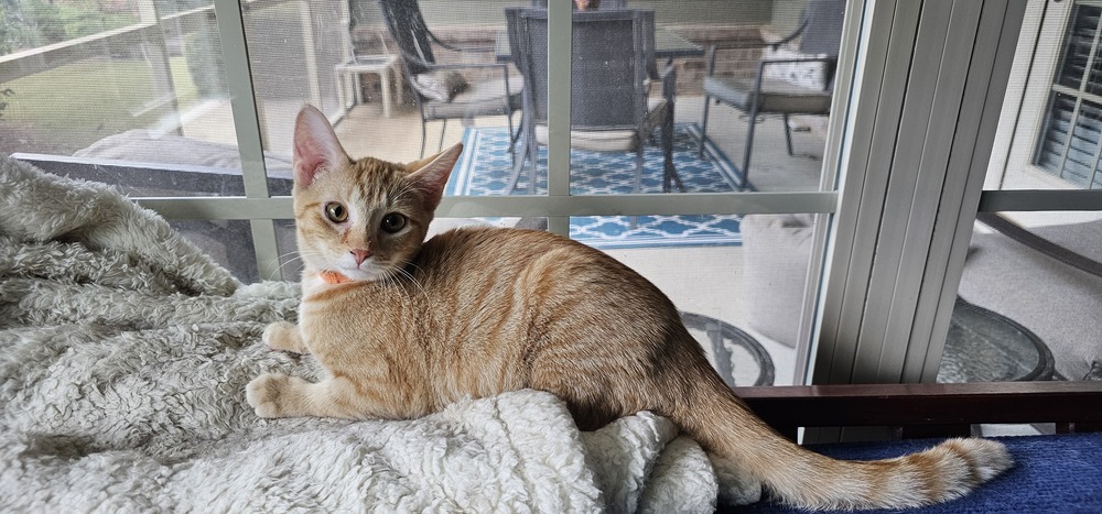 Nutmeg