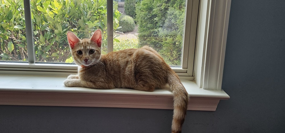 Nutmeg