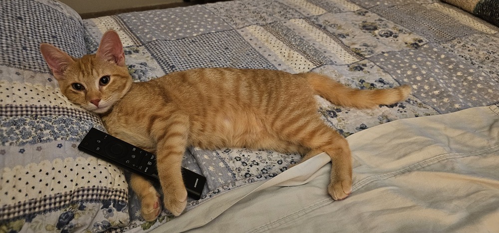 Nutmeg