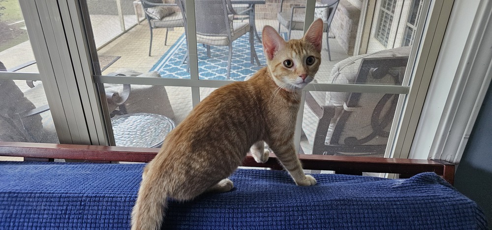 Nutmeg