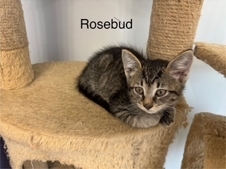 Rosebud