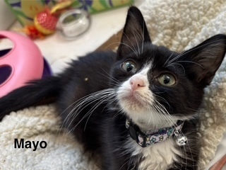 Mayo